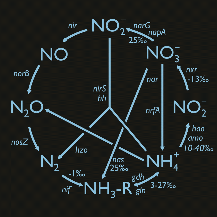 The marine nitrogen cycle. (courtesy of Andrew Babbin)  