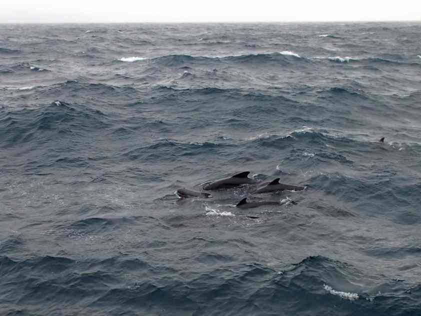 Pilot whales swimming alongside the Endeavor (photo courtesy of Jimmy Ji)